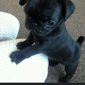 Meet your Posher, Jamie